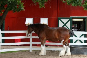 Clydesdale