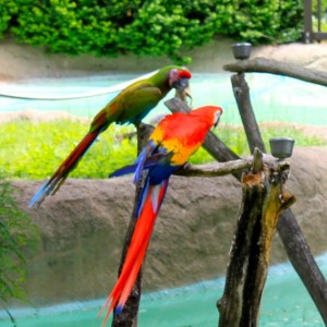 parrots