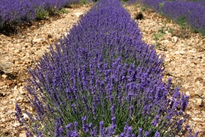 brilliant lavendar