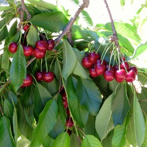 cerises on the tree