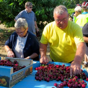 cherry picking