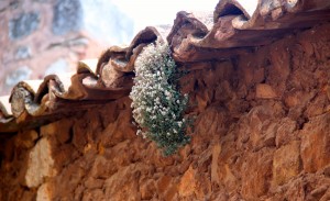 gutter flowers roussillon