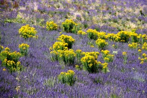 lavendar & goldenrod